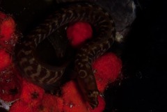 Halidesmus scapularis