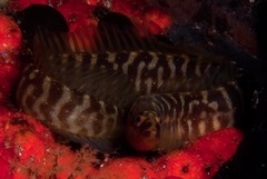 Halidesmus scapularis