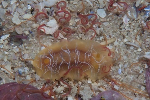 scribbled nudibranch