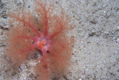 Thyone aurea