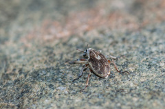 Phytobius leucogaster