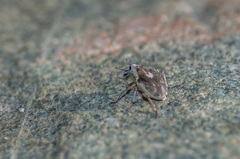 Phytobius leucogaster