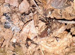 Odontomachus chelifer