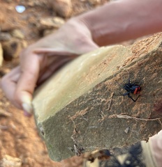 Latrodectus curacaviensis
