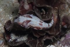 Apletodon pellegrini