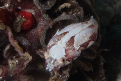 Apletodon pellegrini