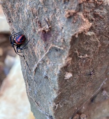 Latrodectus curacaviensis