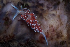 Cratena capensis