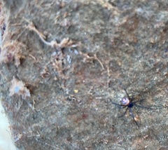 Latrodectus curacaviensis