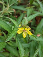 Lysimachia lanceolata