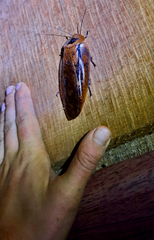Blaberinae