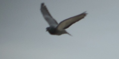 Columba livia
