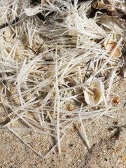 Syringodium filiforme