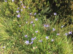 Wahlenbergia ceracea
