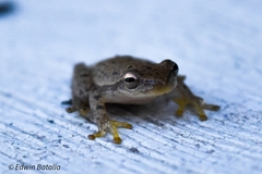 Exerodonta smaragdina