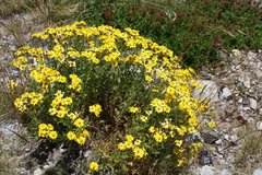 Senecio pinnatifolius alpinus