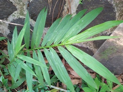 Zingiber officinale
