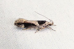 Pseudochelaria walsinghami