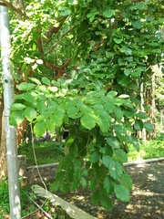 Dalbergia latifolia