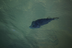 Sphoeroides annulatus