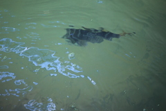 Sphoeroides annulatus