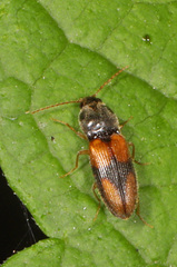 Horistonotus curiatus