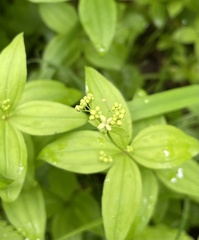 Galium oreganum