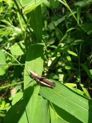 Phlaeoba fumosa