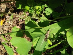 Phlaeoba fumosa