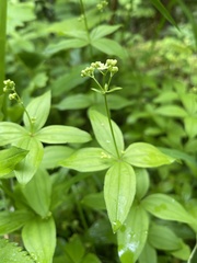 Galium oreganum