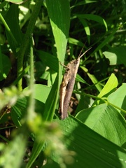 Phlaeoba fumosa