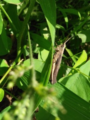 Phlaeoba fumosa