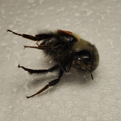 Bombus
