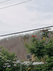 Eupsittula canicularis