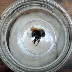 Bombus