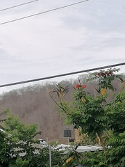 Eupsittula canicularis