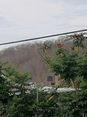 Eupsittula canicularis