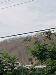 Eupsittula canicularis