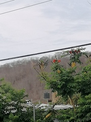 Eupsittula canicularis