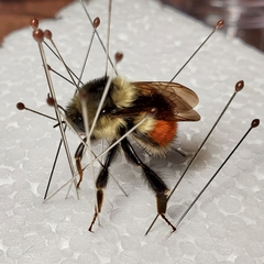 Bombus