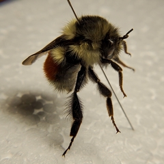 Bombus