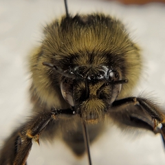 Bombus
