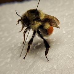 Bombus