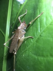 Idiarthron hammuliferum