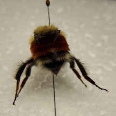 Bombus