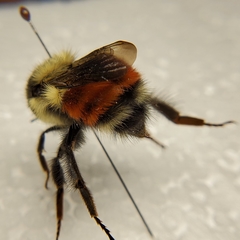 Bombus