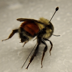 Bombus