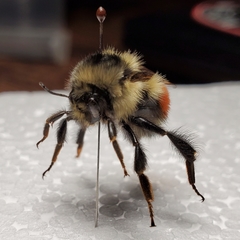 Bombus