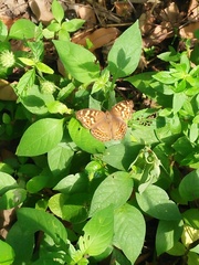 Junonia erigone
