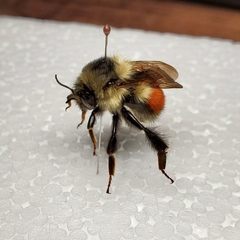 Bombus